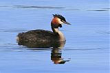 Great Crested Grebeborder=